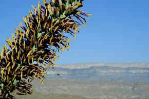 Bee at Agave Lechuguilla Blossom