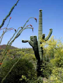 Saguaro Cactus