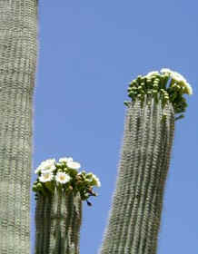 Saguaro Flowers