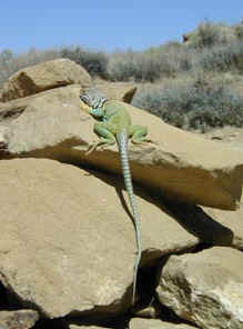 Collared Lizard on the Mesa