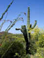 Southwestern States