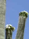 Saguaro National Park