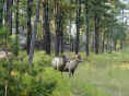 Custer State Park