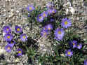 Cedar Breaks Wildflowers