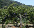 Napa Valley