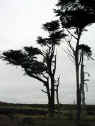Point Reyes
