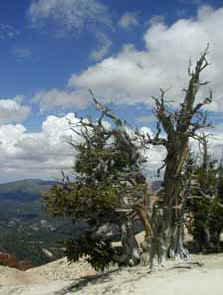 Oldest Bristlecone Pine at Cedar Breaks