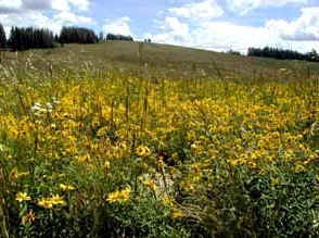 Cedar Breaks Field