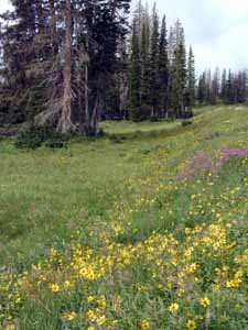 Cedar Breaks Meadow