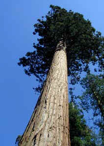 Giant Sequoia
