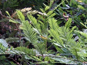 Coast redwood needles