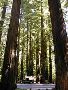 Little House in Humboldt Redwoods