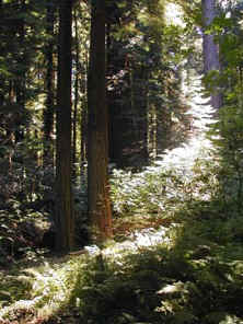 Cascade of light in Humboldt