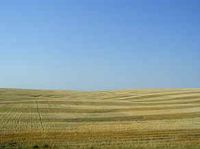 Paterns in the Grain Fields
