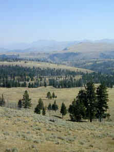 Yellowstone Meadow