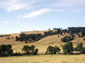 Custer State park