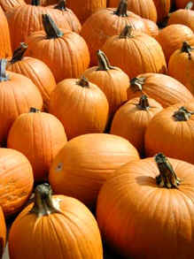 Pumpkins at Busa Farms